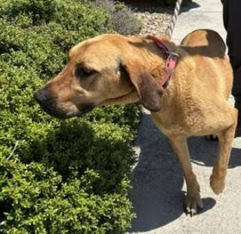Hound Dogs Available for Adoption in Maryville, Tennessee - Fluffy | PetCurious