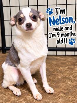 Nelson -  Pomeranian and Chihuahua Dog for Adoption in Cedarburg, Wisconsin - Nelson | PetCurious