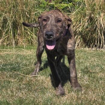 Wire Fox Terrier and Mixed Breed Dogs Available for Adoption in Great Falls, Montana - Tiger | PetCurious