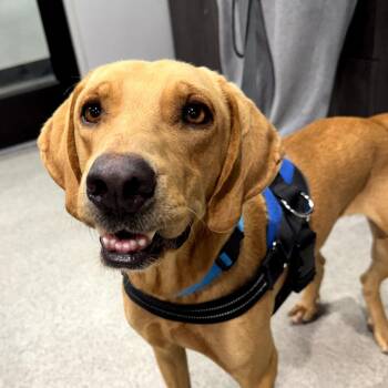 Ringo -  Labrador Retriever and Mixed Breed Dog for Adoption in Tampa, Florida - Ringo | PetCurious