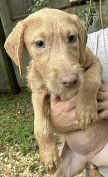 Kitt -  Weimaraner Dog for Adoption in Manchester, Connecticut - Kitt | PetCurious