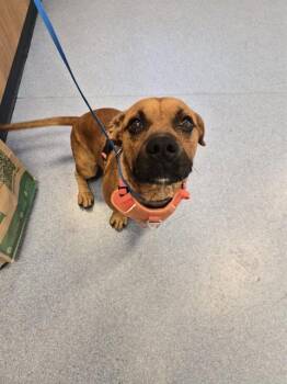 LINDEN -  Pit Bull Terrier and Mixed Breed Dog for Adoption in San Jose, California - LINDEN | PetCurious