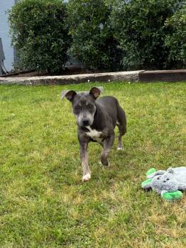 Rescue Mixed Breed Dogs for Adoption in Metter, Georgia - Zoey | PetCurious