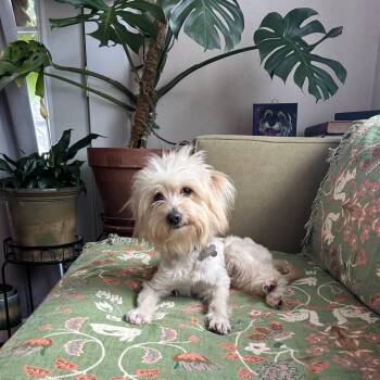Flux -  Maltese Dog for Adoption in New Orleans, Louisiana - Flux | PetCurious