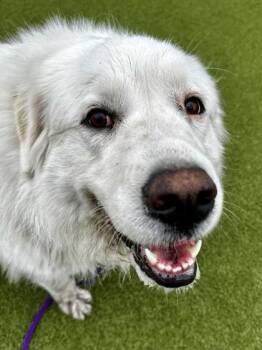 Mixed Breed Dogs Available for Adoption - Sara Grace | PetCurious