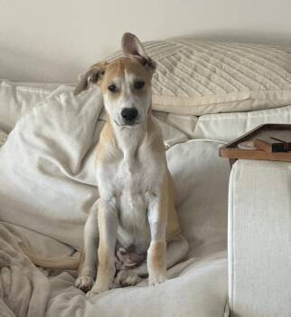 Talia -  Shepherd Dog for Adoption in Denver, Colorado - Talia | PetCurious