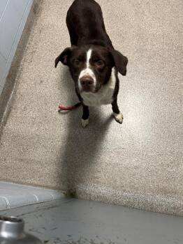 Richie -  Border Collie Dog for Adoption in Troy, Ohio - Richie | PetCurious