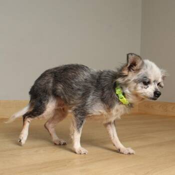Pomeranian and Chihuahua Dogs Available for Adoption in Minnetonka, Minnesota - Carol D68825 | PetCurious