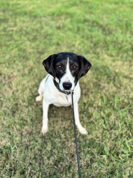 Pointer and Mixed Breed Dogs Available for Adoption in Aiken, South Carolina - Laura | PetCurious