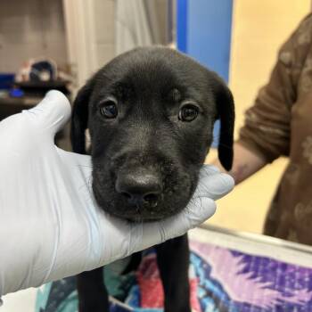 Black Labrador Retriever and Mixed Breed Dogs Available for Adoption - Magenta | PetCurious