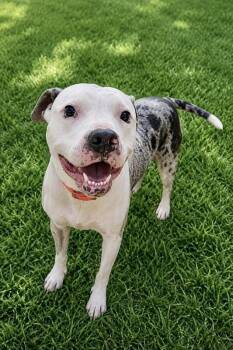 Daisy -  Pit Bull Terrier Dog for Adoption in Maryville, Tennessee - Daisy | PetCurious