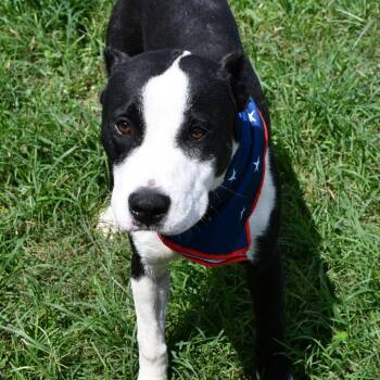 Crockett -  Pit Bull Terrier Dog for Adoption in Beaumont, Texas - Crockett | PetCurious