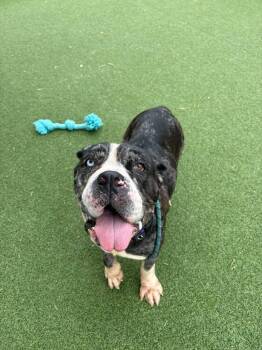 Ursula -  Mastiff Dog for Adoption in Cleveland, Ohio - Ursula | PetCurious