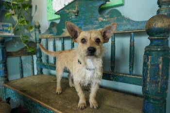 Norwich Terrier Dogs Available for Adoption in San Antonio, Texas - Cajun | PetCurious
