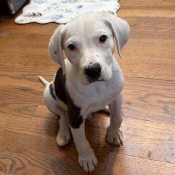 Labrador Retriever and Patterdale Terrier Fell Terrier Dogs Available for Adoption in Reston, Virginia - Bestest Boy Barney | PetCurious