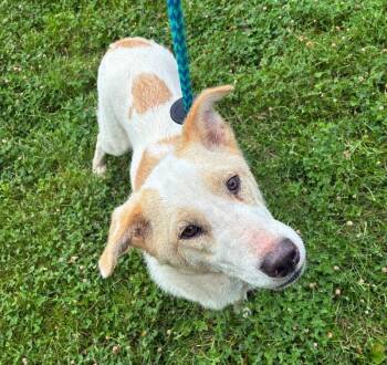 Flora -  Border Collie and Mixed Breed Dog for Adoption in Rochester, New York - Flora | PetCurious