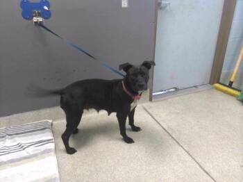 MOMO -  Staffordshire Bull Terrier and Mixed Breed Dog for Adoption in Tallahassee, Florida - MOMO | PetCurious
