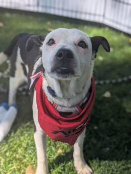 Petey -  American Staffordshire Terrier Dog for Adoption in Boise, Idaho - Petey | PetCurious