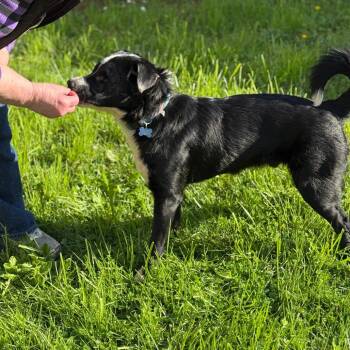 Border Collie Dogs Available for Adoption in Corvallis, Oregon - Toby | PetCurious