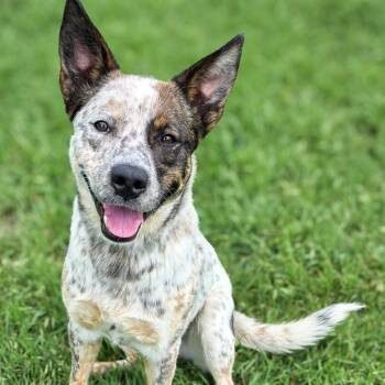 Australian Cattle Dog Blue Heeler Dogs Available for Adoption in Gainesville, Texas - Mac | PetCurious
