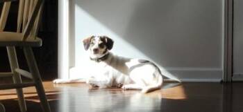 Affirm -  Basset Hound and Mixed Breed Dog for Adoption in Atlanta, Georgia - Affirm | PetCurious