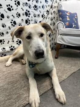 Freddie -  Great Pyrenees and Mixed Breed Dog for Adoption in Seagoville, Texas - Freddie | PetCurious