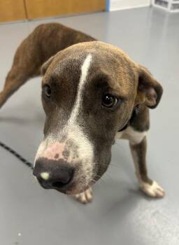 Dove -  Pit Bull Terrier Dog for Adoption in Hartsville, South Carolina - Dove | PetCurious