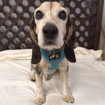 Neon Carrot 14213 -  Beagle Dog for Adoption in San Francisco, California - Neon Carrot 14213 | PetCurious