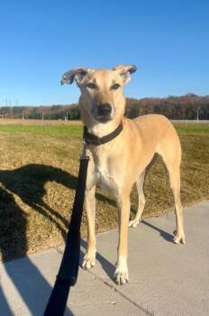 Mixed Breed Dogs Available for Adoption - Brownie | PetCurious