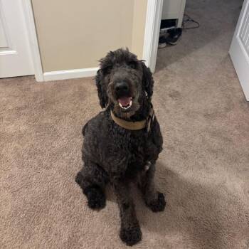 Chone -  Golden Retriever and Standard Poodle Dog for Adoption in Savannah, Georgia - Chone | PetCurious