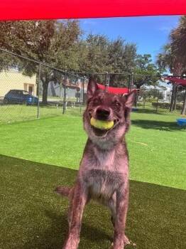 Tiki Masala - Located in Florida -  Belgian Shepherd Malinois Dog for Adoption in Imlay City, Michigan - Tiki Masala - Located In Florida | PetCurious