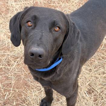 Labrador Retriever Dogs Available for Adoption - Coal | PetCurious