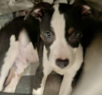 Cosmo -  Mixed Breed Dog for Adoption in Parma, Ohio - Cosmo | PetCurious