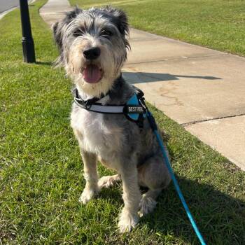 Donnie -  Schnauzer and Mixed Breed Dog for Adoption in Baton Rouge, Louisiana - Donnie | PetCurious