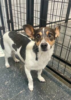 Rat Terrier Dogs Available for Adoption - Odie | PetCurious
