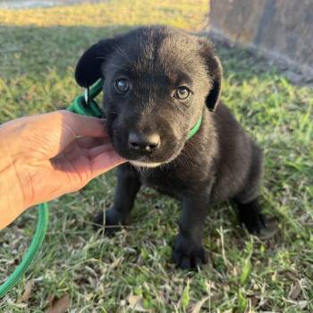 Labrador Retriever Dogs Available for Adoption - Cocoa | PetCurious