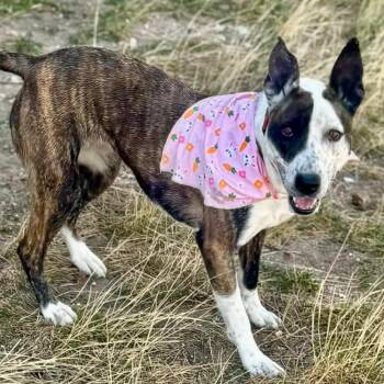 Australian Cattle Dog Blue Heeler and Mixed Breed Dogs Available for Adoption in Mead, Colorado - Chanel | PetCurious