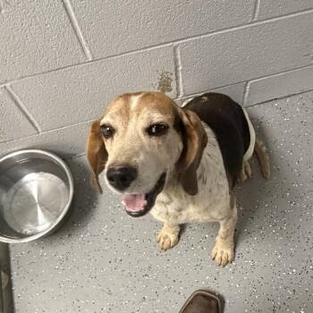 Gandalf -  Beagle Dog Available for Adoption - Gandalf | PetCurious