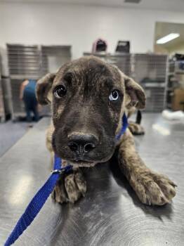 ELVIS -  Pit Bull Terrier and Mixed Breed Dog for Adoption in Thousand Palms, California - ELVIS | PetCurious