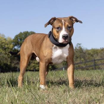 Gibby -  Mixed Breed Dog for Adoption in Franklin, Tennessee - Gibby | PetCurious