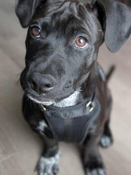 Temur -  Mixed Breed Dog Available for Adoption in Lake Ronkonkoma, New York - Temur | PetCurious