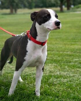 Shelby (Houdini) -  American Staffordshire Terrier and Mixed Breed Dog for Adoption in Pequot Lakes, Minnesota - Shelby (Houdini) | PetCurious