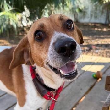 Mixed Breed Dogs Available for Adoption - Bam Bam | PetCurious