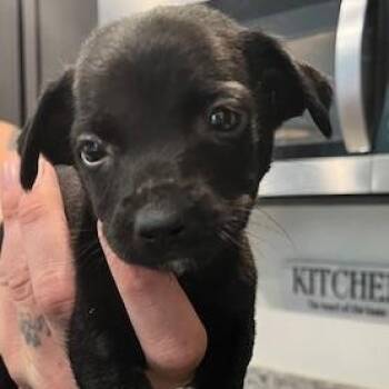 Rescue Chihuahua Dogs for Adoption in Lodi, California - Austin | PetCurious