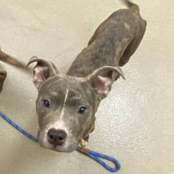 Crash -  Mixed Breed Dog for Adoption in Lynchburg, Virginia - Crash | PetCurious