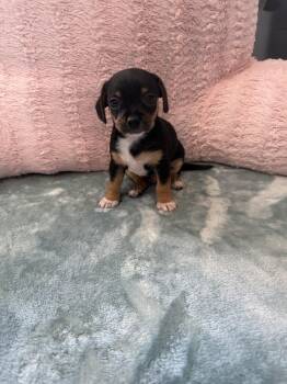 Chiweenie Dogs Available for Adoption - Male W | PetCurious