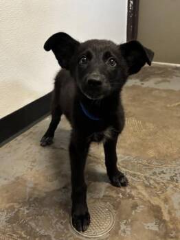 Inky -  Australian Cattle Dog Blue Heeler and Shepherd Dog for Adoption in Red Bluff, California - Inky | PetCurious