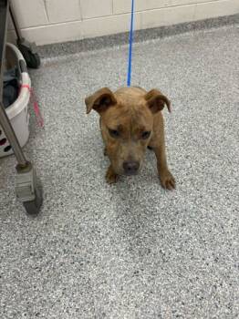 Rescue Mixed Breed Dogs for Adoption in Knoxville, Tennessee - Goji Berry | PetCurious