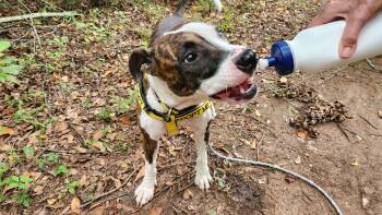 Jackie -  Mixed Breed Dog for Adoption in Beech Island, South Carolina - Jackie | PetCurious