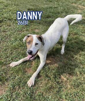 Rescue Hound and Pit Bull Terrier Dogs for Adoption in Oak Ridge, Tennessee - Danny | PetCurious